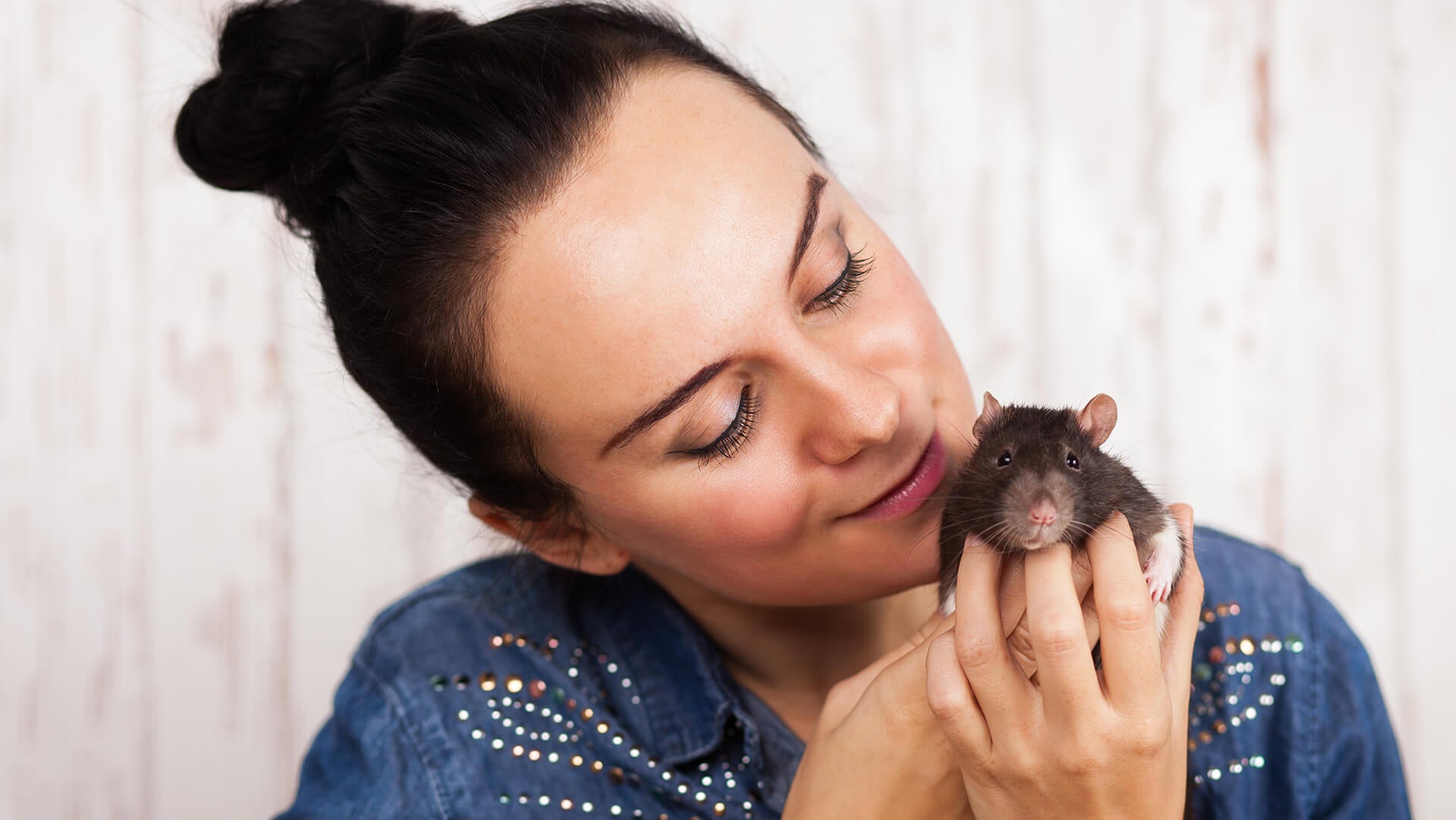 Cute little rat seating in young lady hand