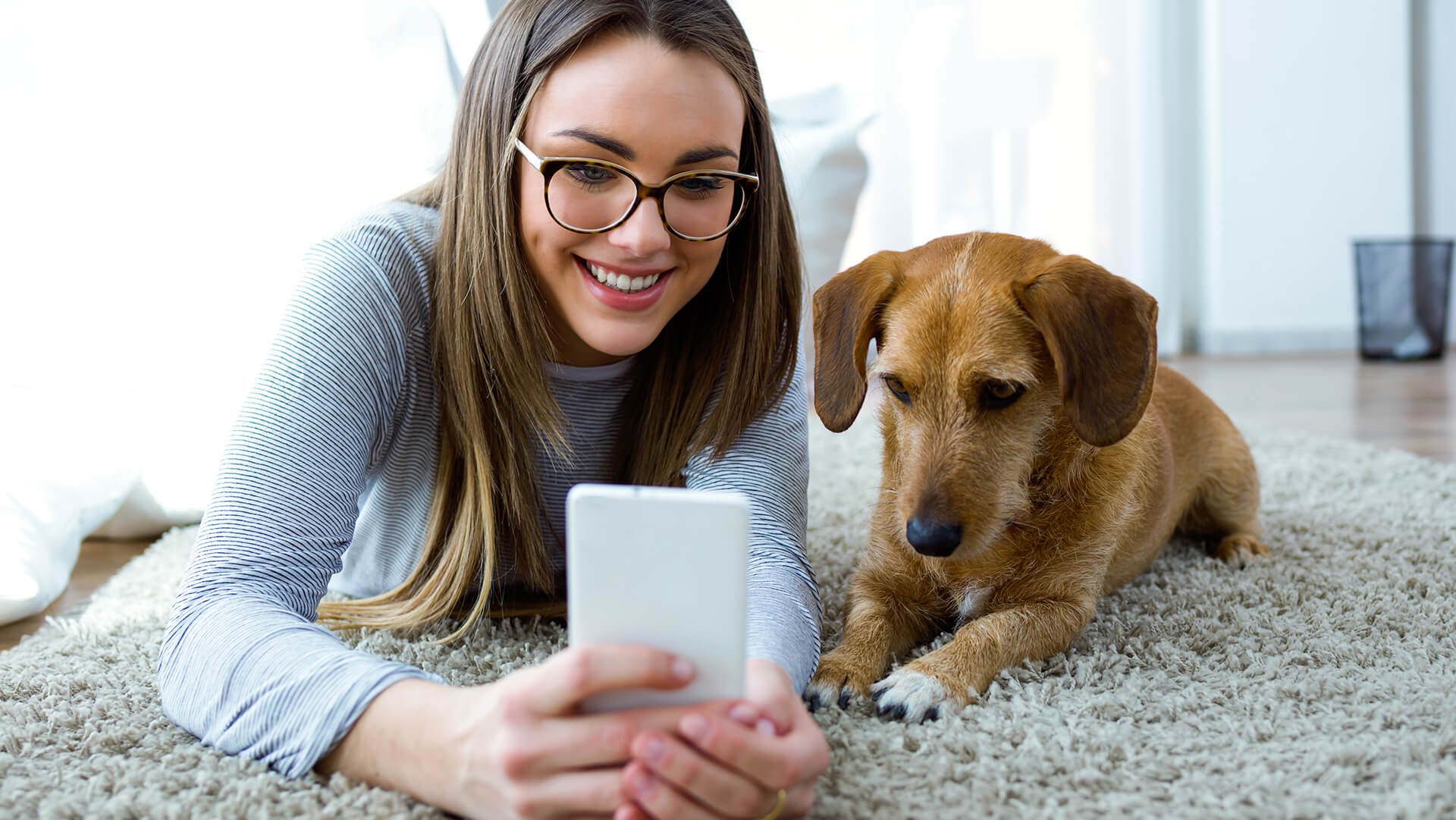 A cute dog watching a video