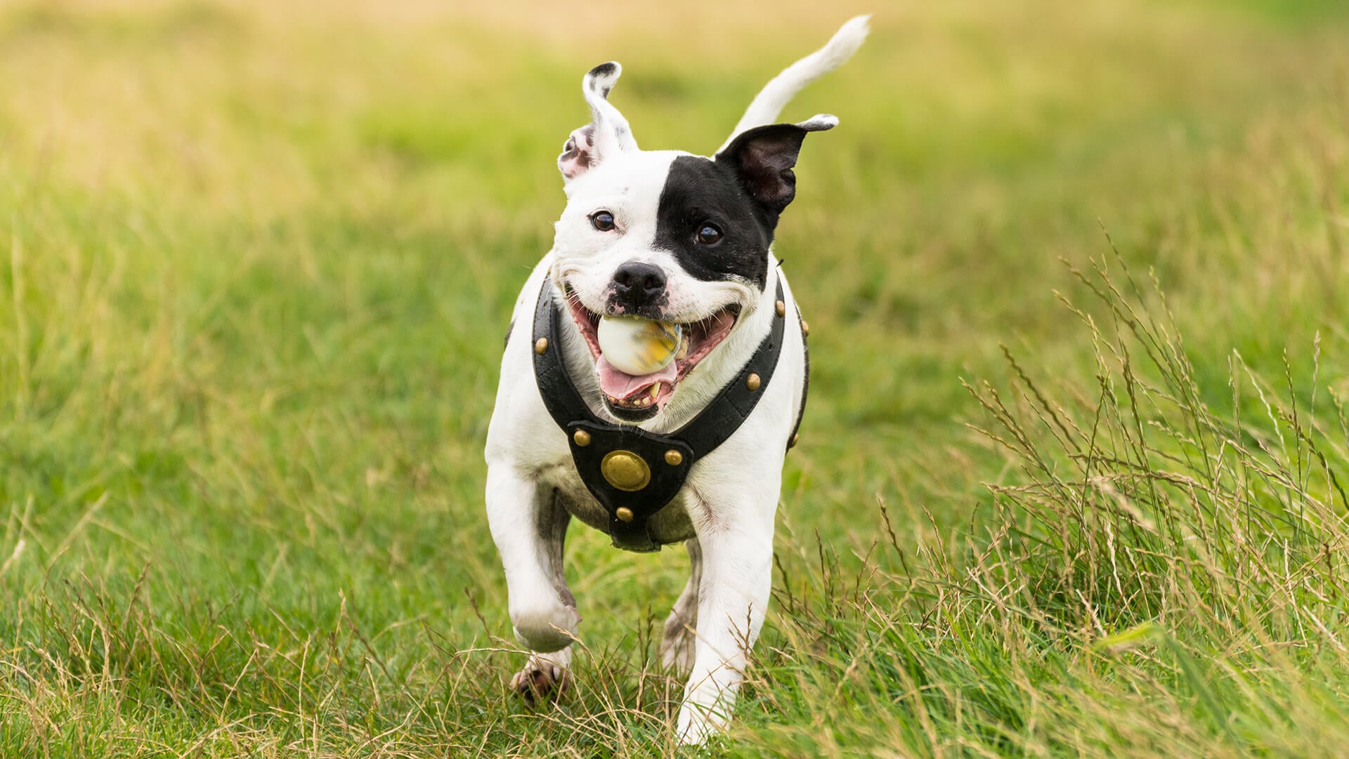 A dog running with ball