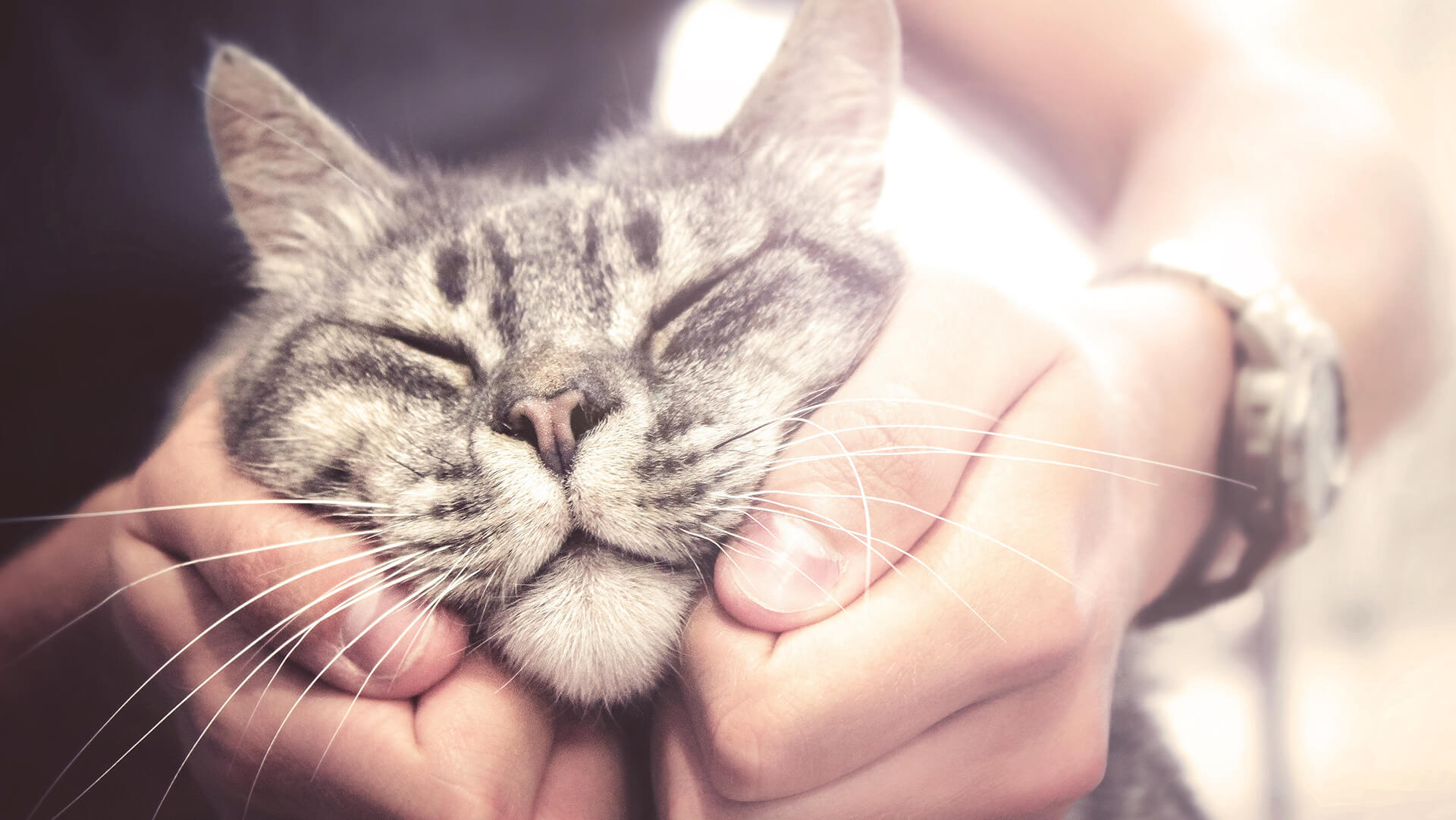 A chubby cat, so cute!