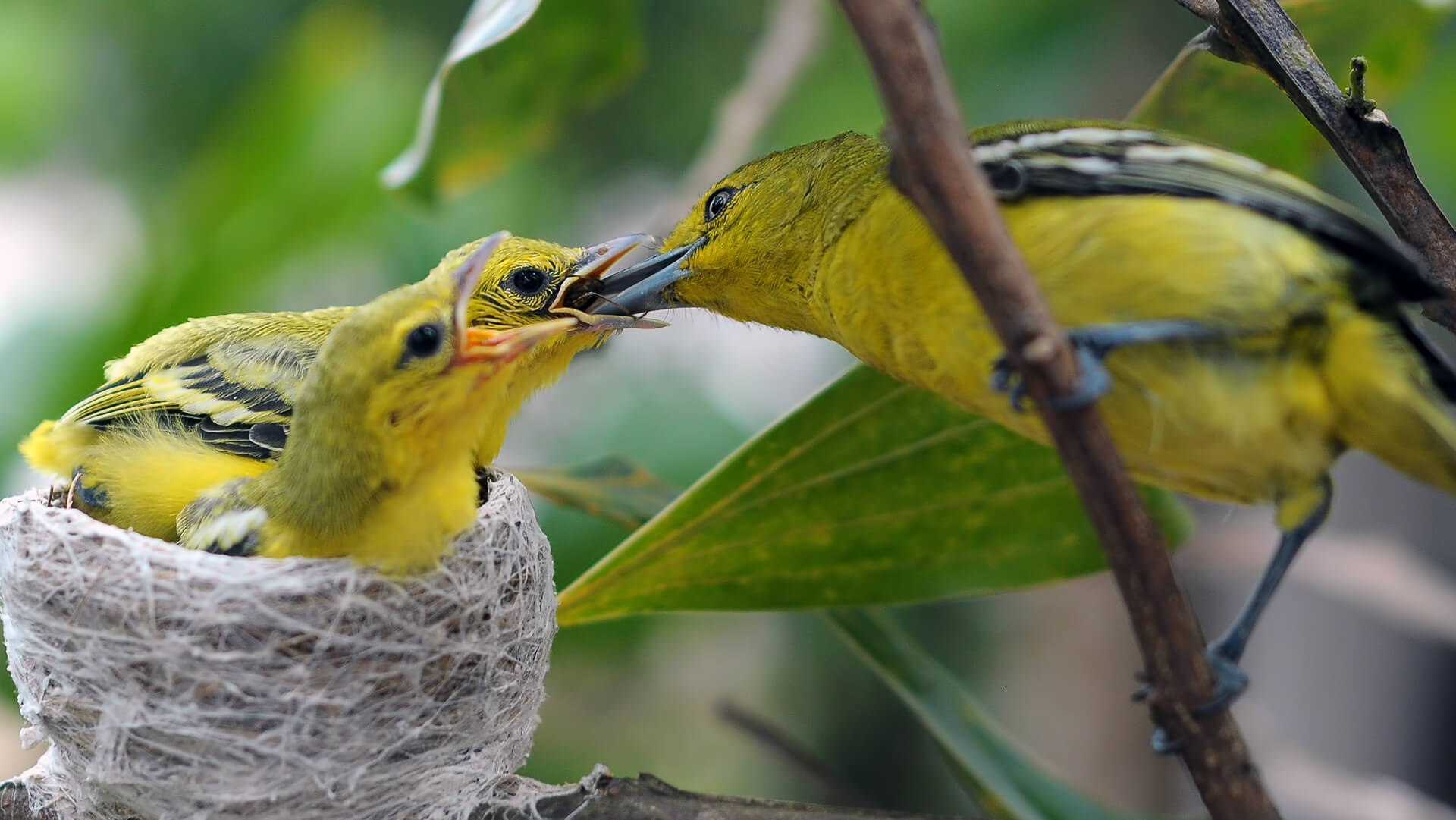 Sparrow is feeding to her kids in nest