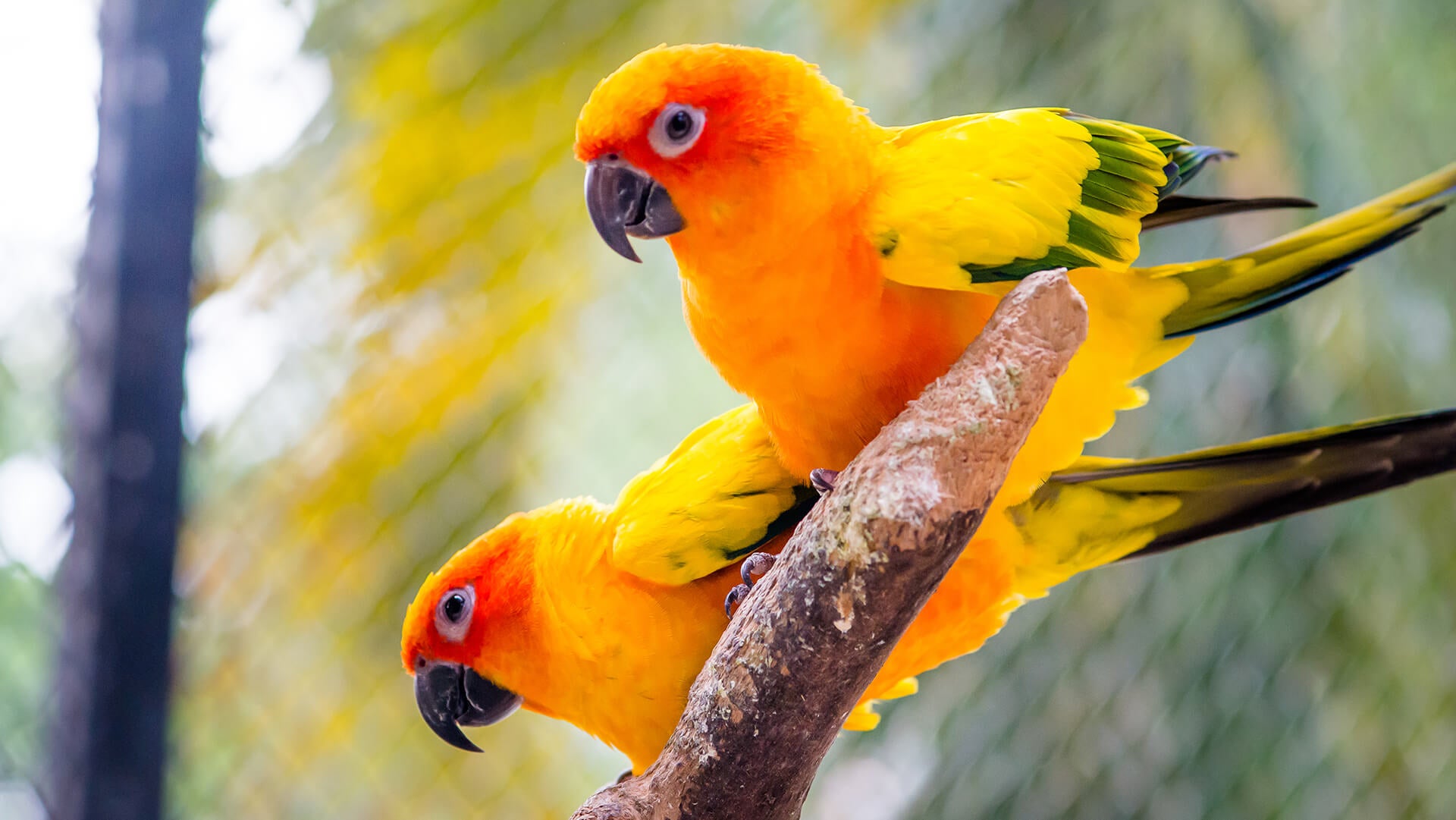 A colorful lovebirds are seating in tree